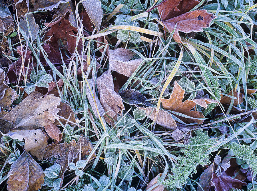 Frost on the Leaves and Grass Photograph by Robert Potts