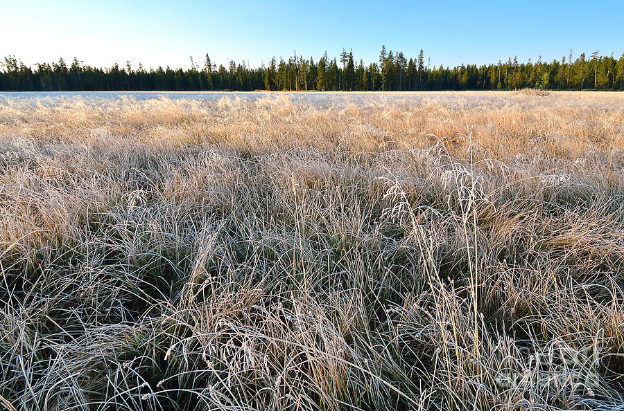 Frost on the Meadow 4156 Photograph by Ken DePue