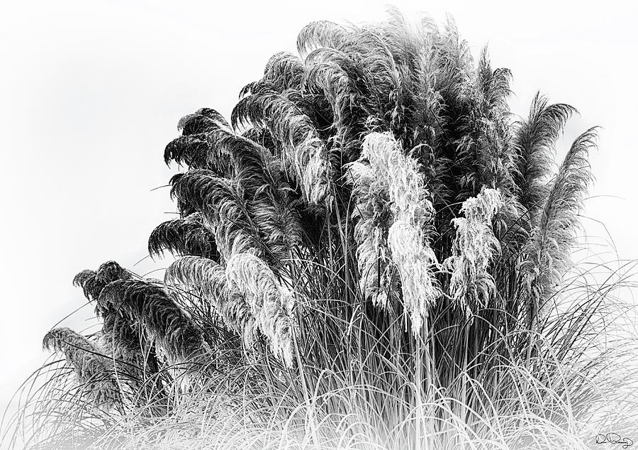 Frost On The Pampas Grass Photograph by Dee Browning