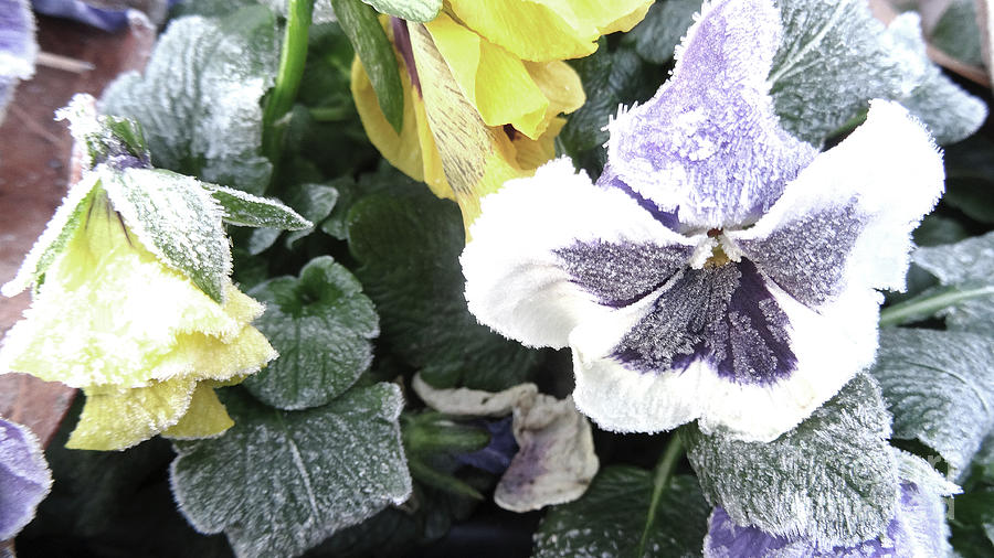 Frost on the Pansies Photograph by Eunice Warfel