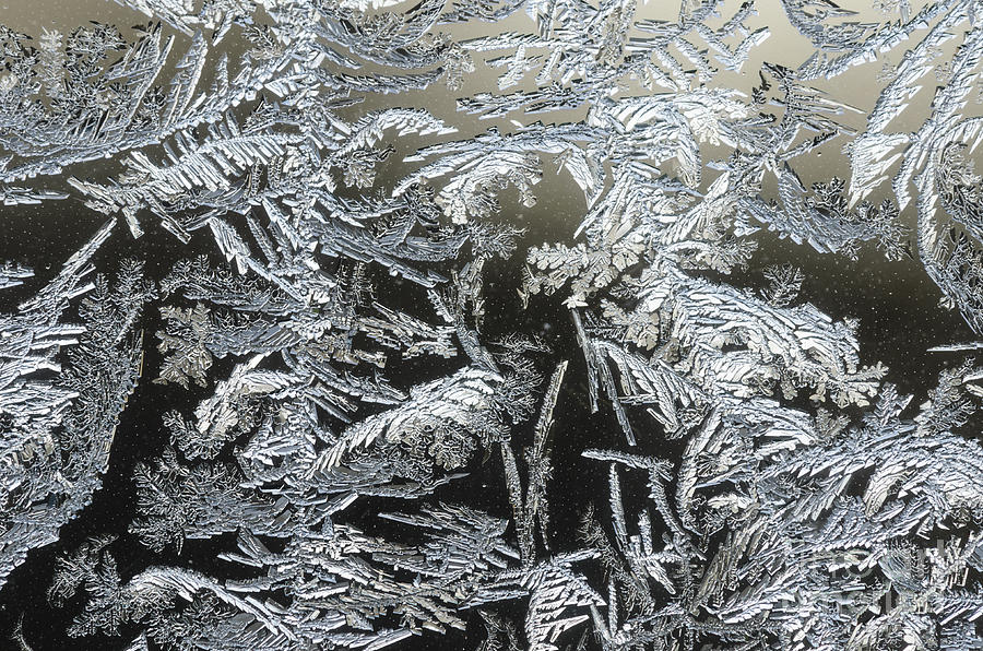 Frost Patterns On A Window Photograph by Tamara Becker