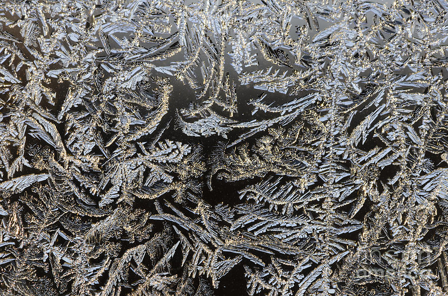 Frost Patterns Photograph by Tamara Becker