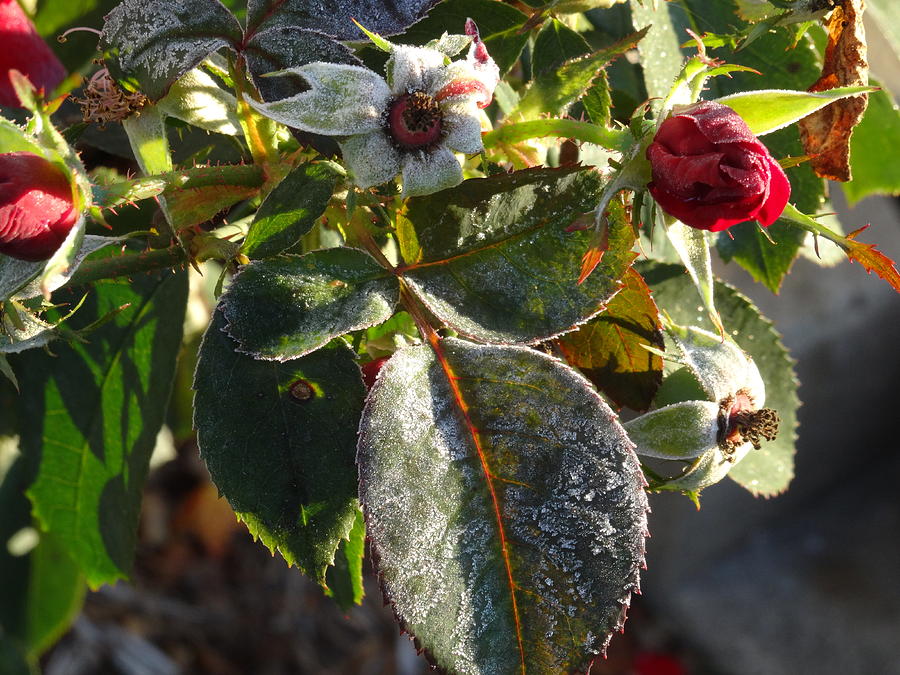 frost rose bud by Amanda Balough frost rose bud by Amanda Balough