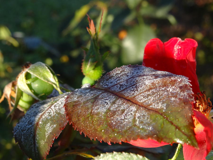 frost rose leaf by Amanda Balough frost rose leaf by Amanda Balough