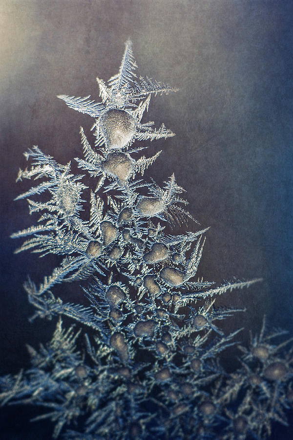 Frost Photograph