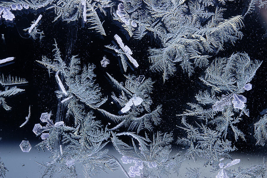 Frost Series 4 Photograph by Mike Eingle Frost Series 4 Photograph by Mike Eingle