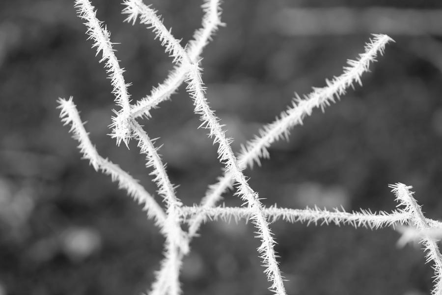 Frost Spikes Photograph