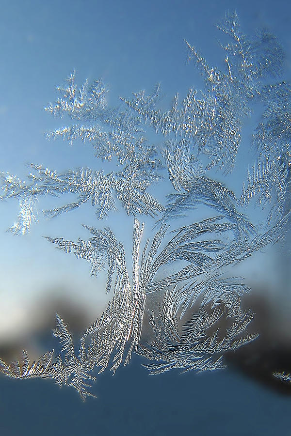 Frost Tree Photograph by Victor Kovchin