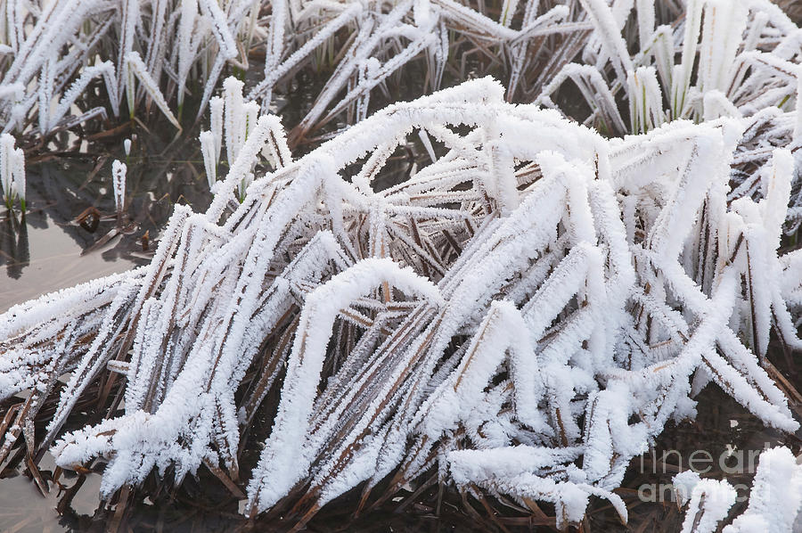 Frosted Abstract Design Photograph by Bob Phillips