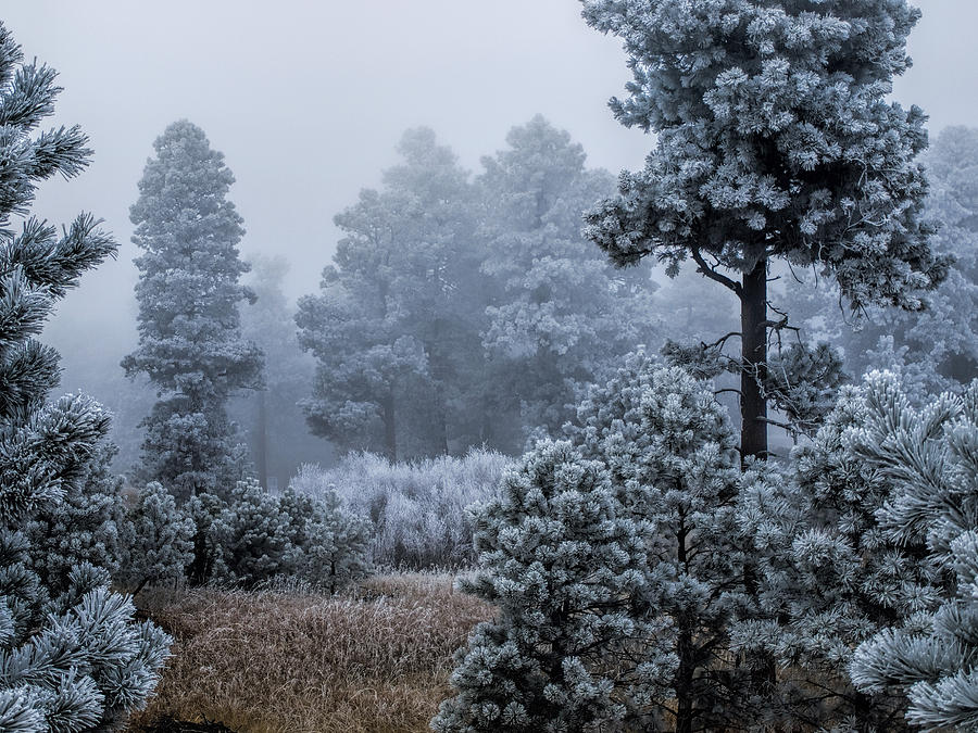 Frosted Photograph by Alana Thrower