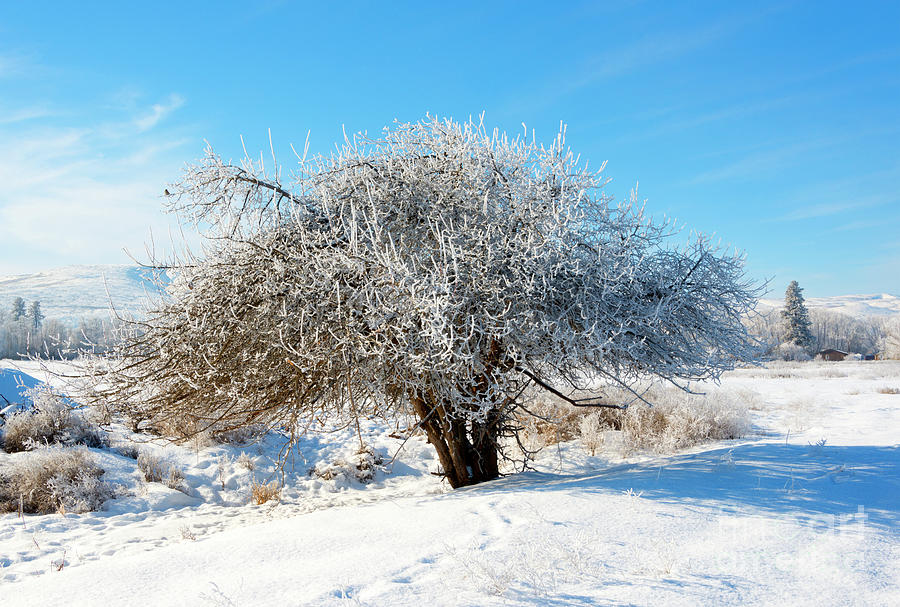 Frosted Apple Tree Photograph by Michael Dawson