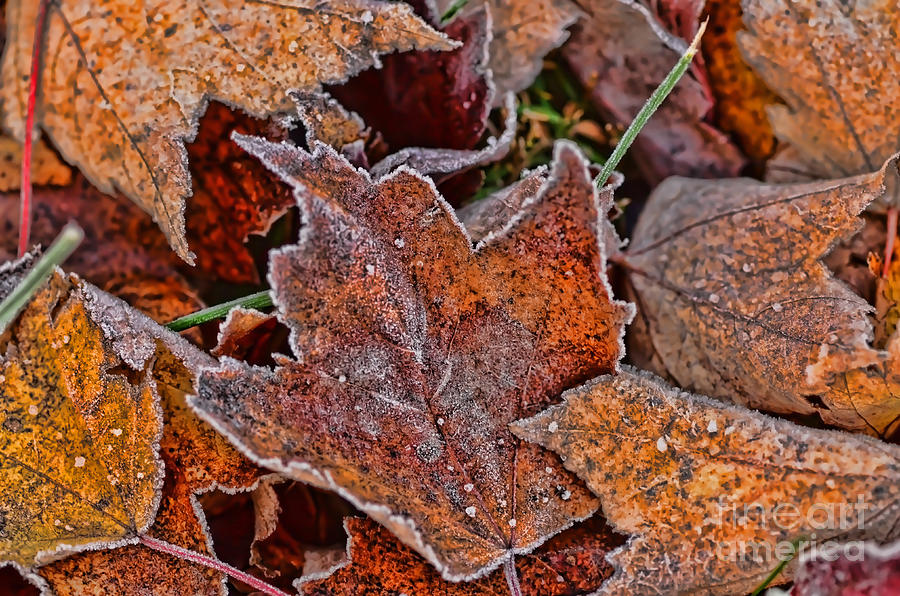 Frosted Autumn Leaves Photograph by Kerri Farley
