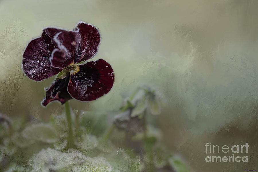 Frosted Beauty Photograph by Eva Lechner