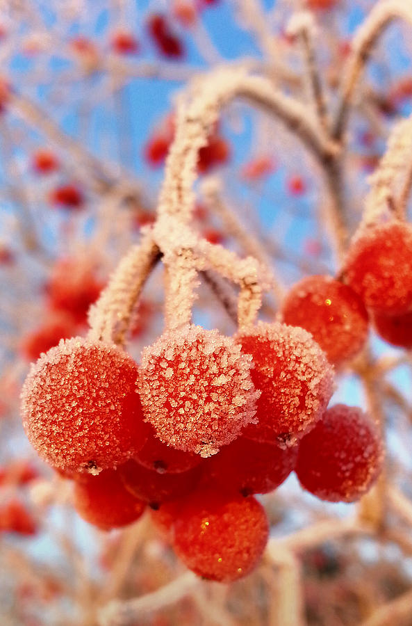 Frosted Berries Photograph by Brook Burling
