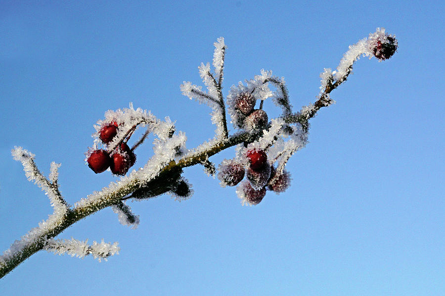 Frosted berries Photograph by Inge Riis McDonald