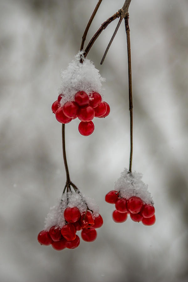 Frosted Berries Photograph by Paul Freidlund