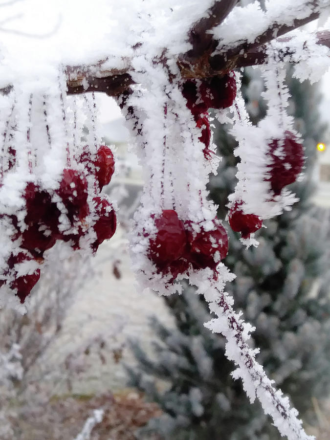 Frosted berry Photograph by Cayden Anderson - Fine Art America