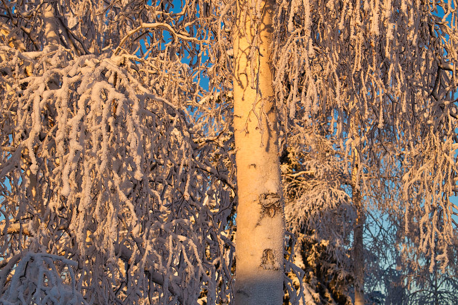 Frosted Birch Tree Photograph by Cathy Mahnke