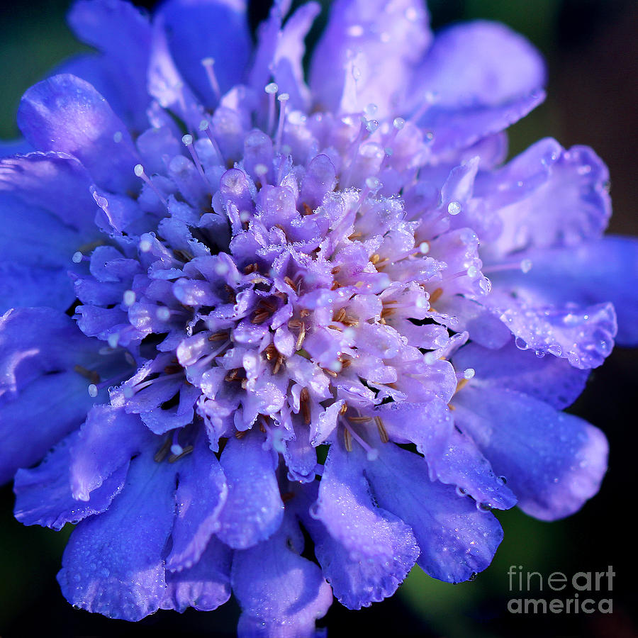 Frosted Blue Pincushion Flower Photograph by Karen Adams