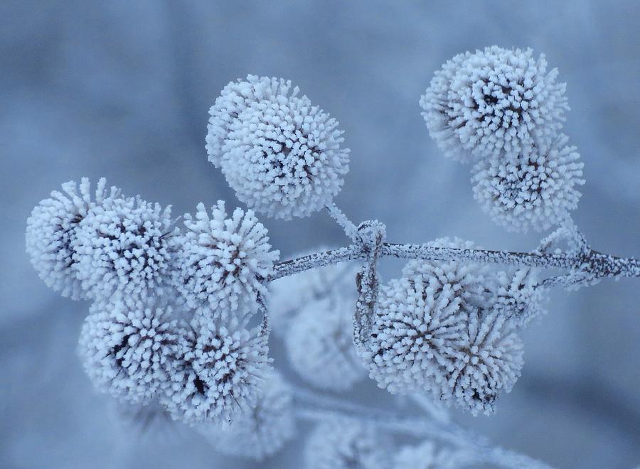 Frosted Blue Seed Heads Photograph by Lori Frisch