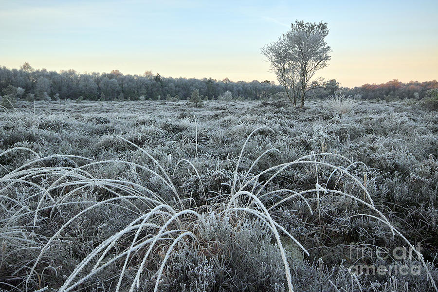 Tree Photograph - Frosted Bog by William Cleary