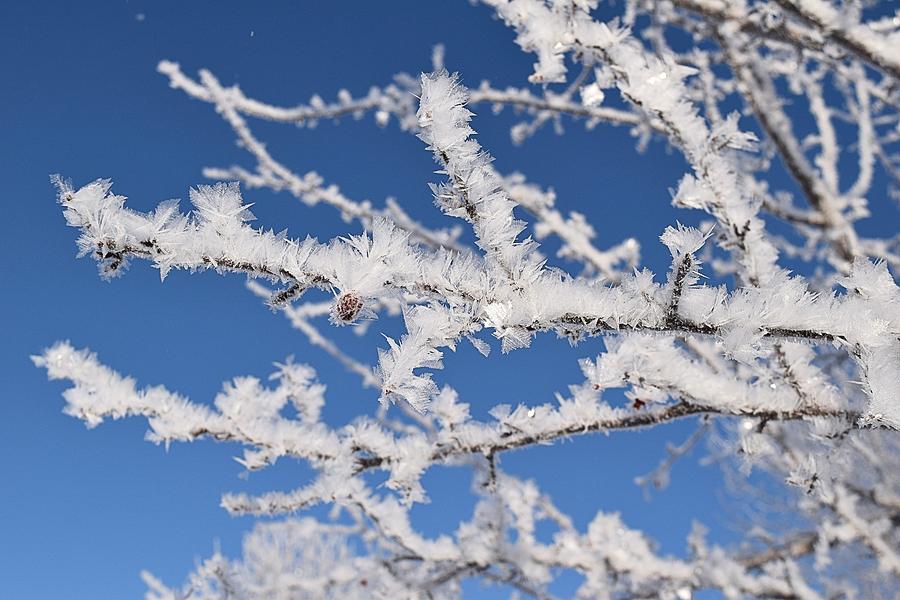 Frosted Branch With Berry Photograph by Nicole Frederick - Fine Art America