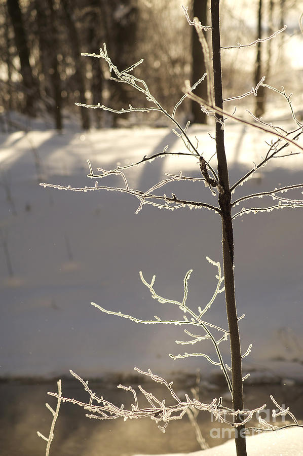 Nature Photograph - Frosted Branches by Elaine Mikkelstrup