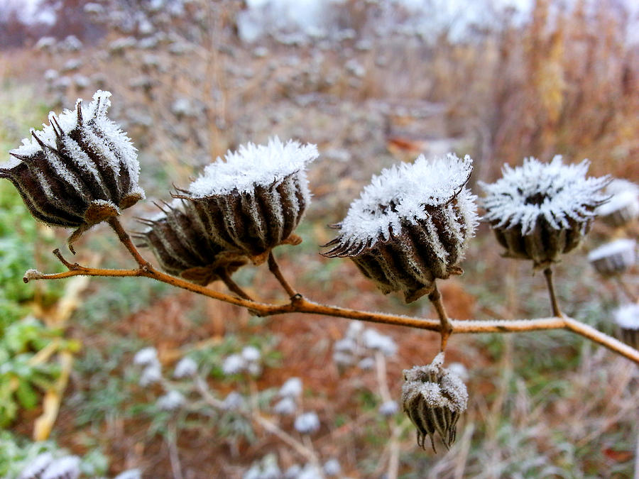 Frosted Button Weed Photograph by Brook Burling