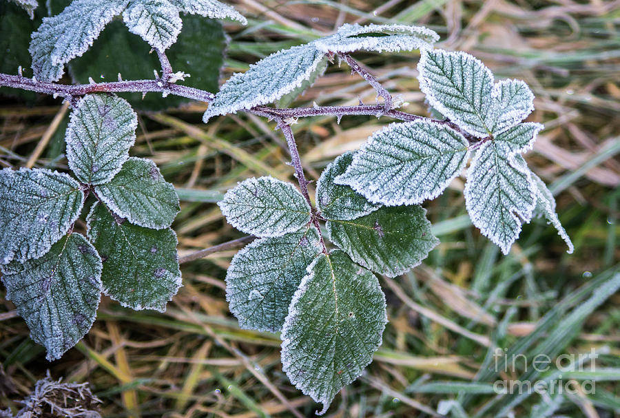 Frosted Photograph by Chris Horsnell