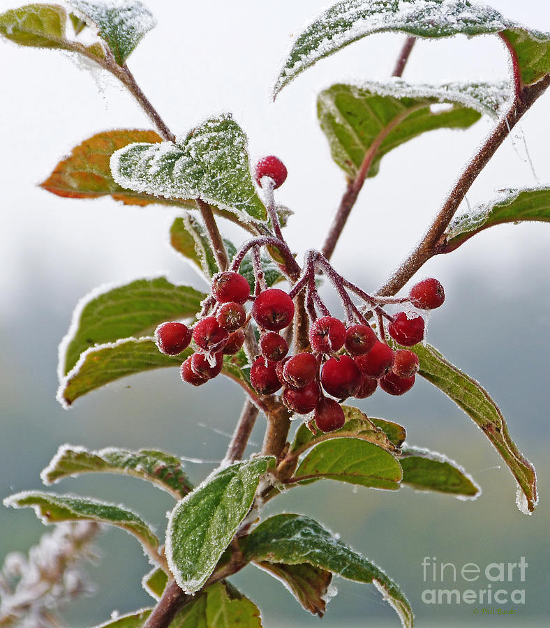 Frosted Cotoneaster Photograph by Phil Banks