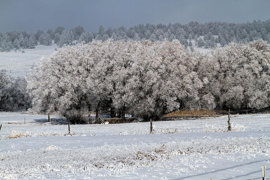 Frosted Cotton Photograph by Alana Thrower