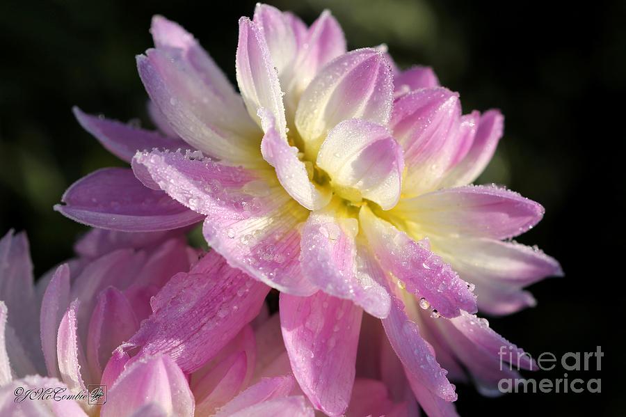 Frosted Dahlia named Sandia Melody Photograph by J McCombie