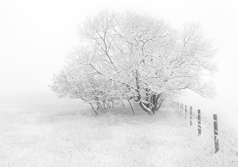 Frosted Photograph by Dan Jurak
