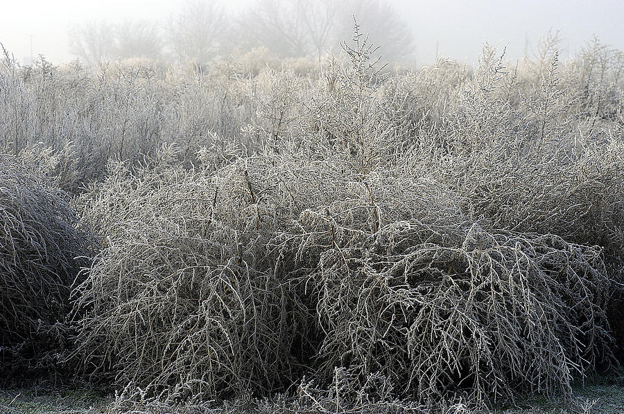 Frosted Photograph by DArcy Evans