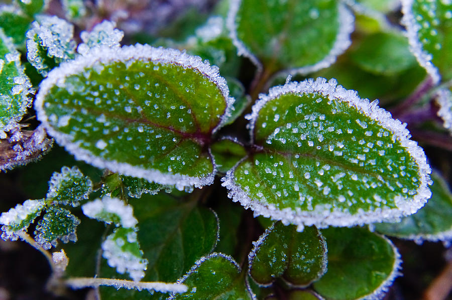 Frosted Edges Photograph by Adria Trail