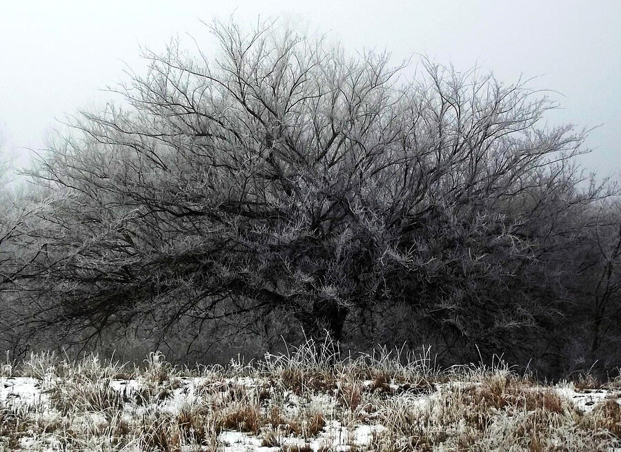 Frosted Elm Photograph by Shelli Fitzpatrick
