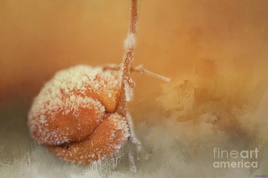 Frosted Photograph by Eva Lechner