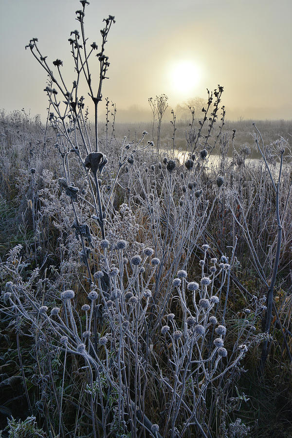 Frosted Fall Wildflowers along Nippersink Creek Photograph by Ray Mathis