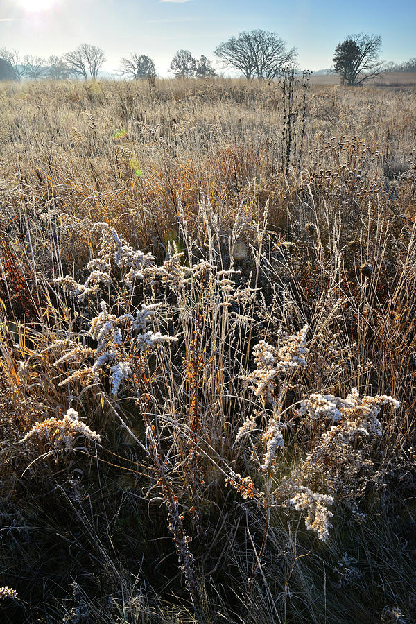 Frosted Fall Wildflowers at Prairieview Education Center Photograph by Ray Mathis