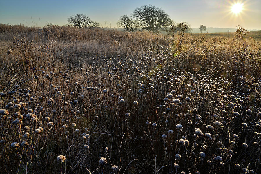 Frosted Fall Wildflowers at Prairieview Photograph by Ray Mathis