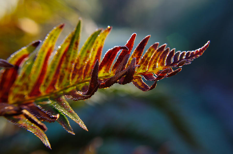 Frosted Fern Photograph by Adria Trail