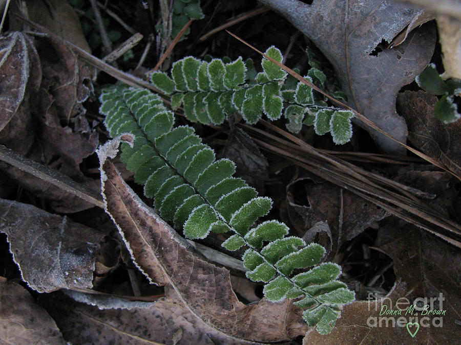 Frosted Fern Photograph by Donna Brown