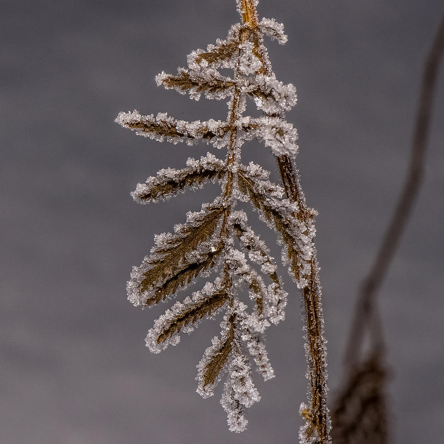 Nature Photograph - Frosted Fern by Paul Freidlund