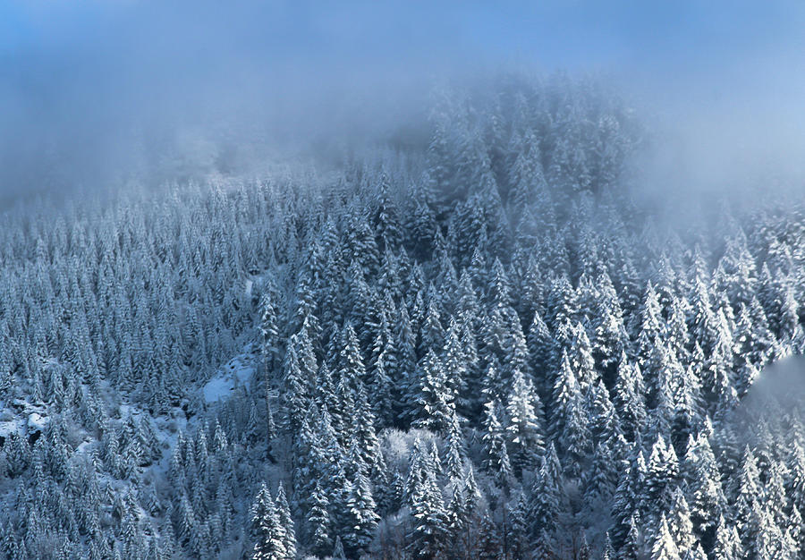 Winter Photograph - Frosted Forest by Colby Drake