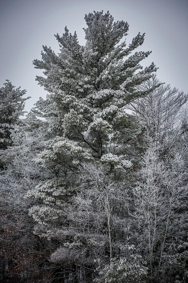 Landscape Photograph - Frosted Forest by Paul Freidlund