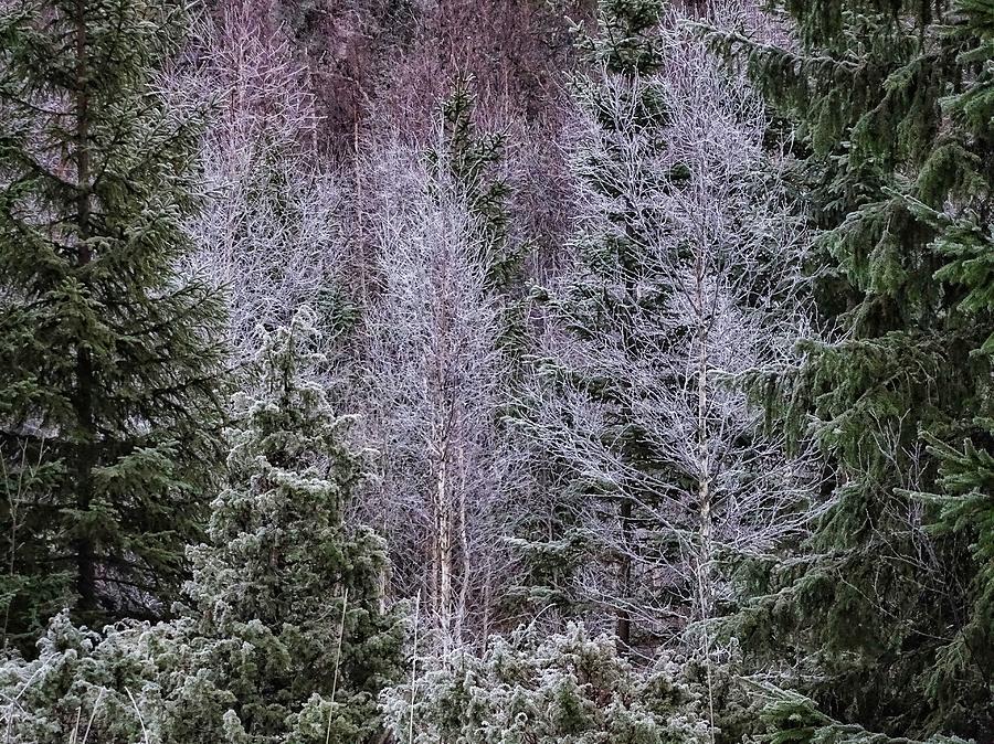 Frosted forest Photograph by Per Lidvall