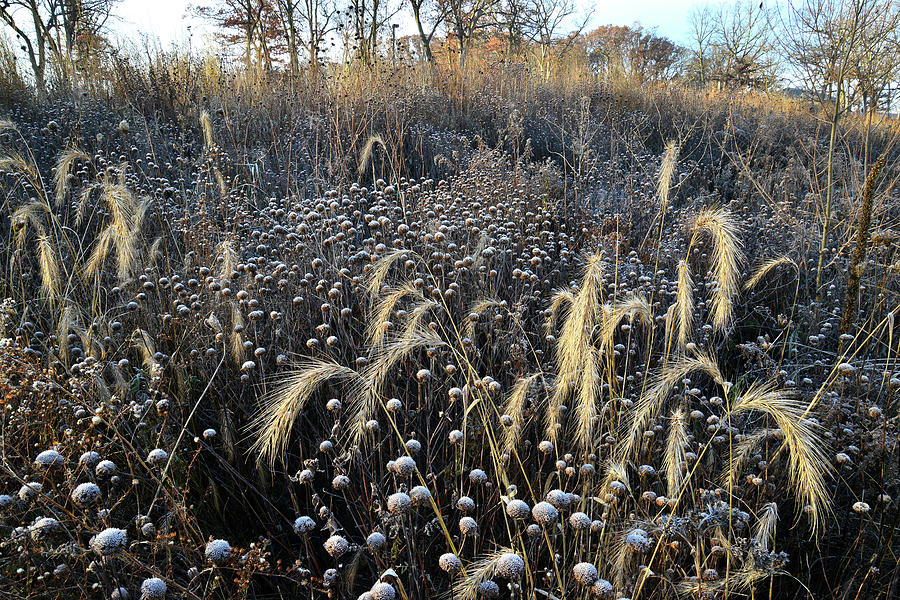 Frosted Foxtail Grasses in Glacial Park Photograph by Ray Mathis
