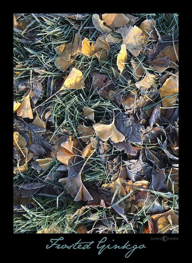 Frosted Ginkgo Photograph by Tim Nyberg