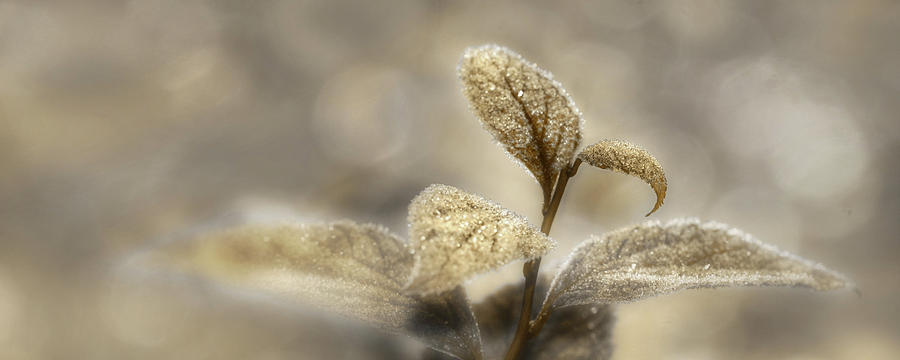 Frosted Gold Leaves Photograph by Lori Deiter