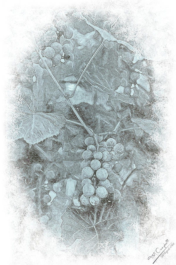 Frosted Grape Vignette Digital Art by Theresa Campbell - Pixels